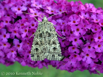 gothic (Naenia typica) Kenneth Noble